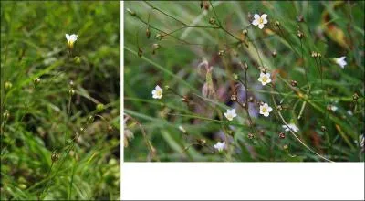 Trouv  1100m d'altitude dans le Vercors dans une prairie d'alpage. Qui suis-je ?