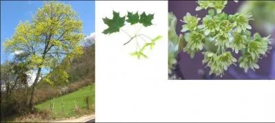 De quel rable s'agit-il ?