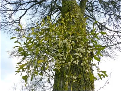 Comment dit-on "gui" en anglais ?