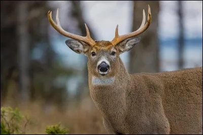A quoi servait-elle ?
