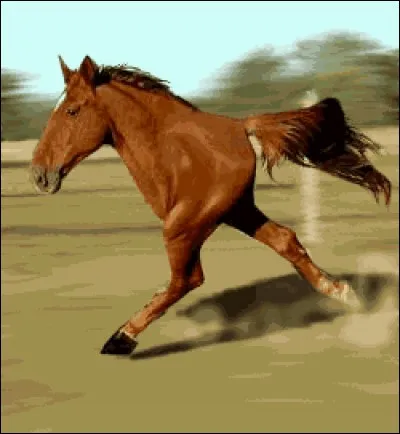 Quelle voiture fait du rallye ?