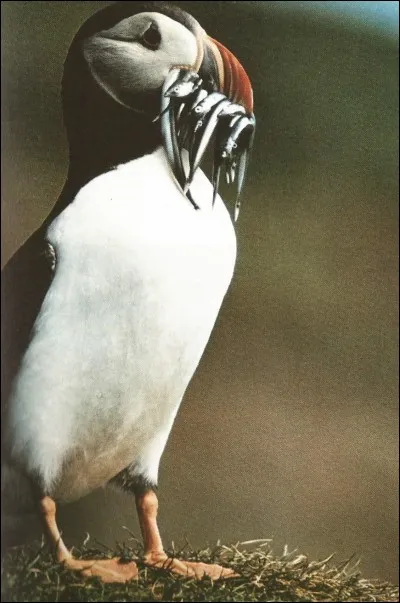 Voici un "Fratercula artica" ou "perroquet de mer" : quel est son autre nom ?