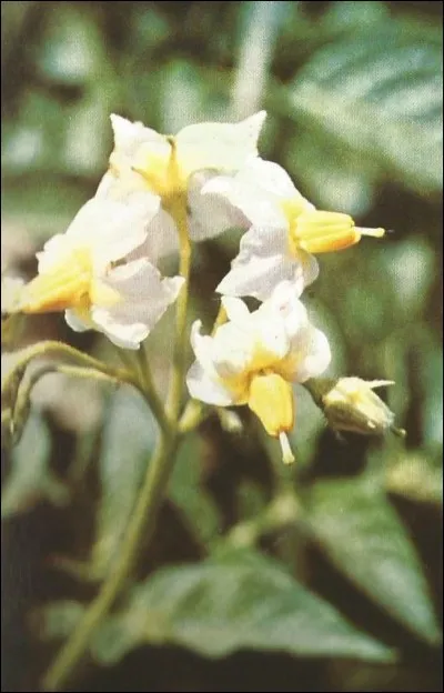 Quel est ce légume commun, dont voici la fleur ?