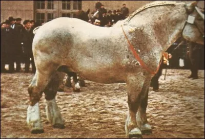 Ce cheval de trait est un...
