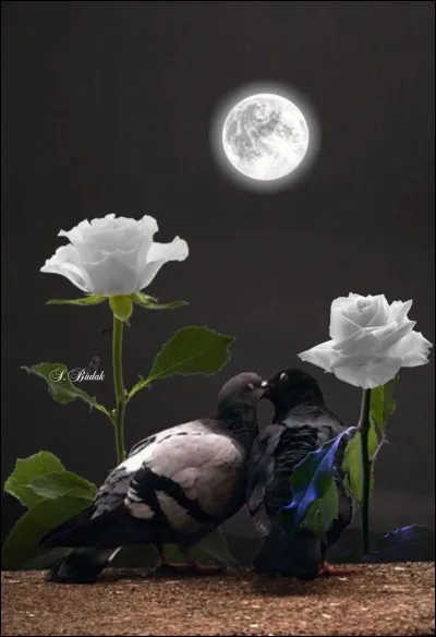 Qui est l'écrivain qui, à travers ses coups de gueule, et ses coups de blues, décrit la maladie de Parkinson, dans son roman intitulé "Lune de miel" ?