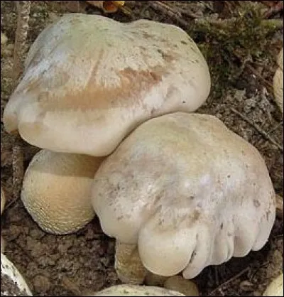 J'ai un pied plutôt :