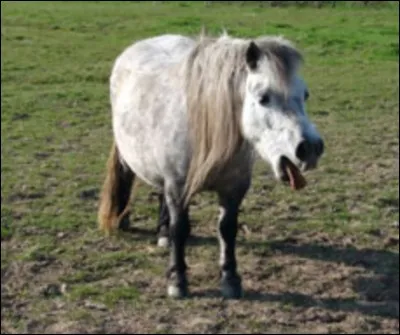 Quelle est la cause d'une pneumonie chez le cheval ?