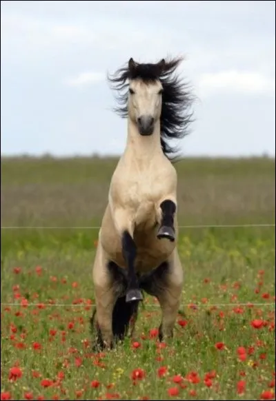 De quelle race est ce cheval ?