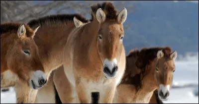 À quelle race appartiennent ces poneys ?