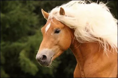 À quelle race appartient ce poney ?