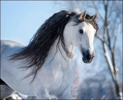 De quelle race est ce cheval ?