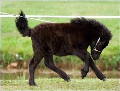 Quel est ce petit poney ?