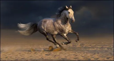Quelle est la race de ce cheval ?