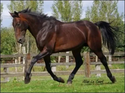 Quelle est la race de ce cheval ?