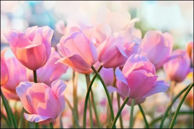 La racine de la tulipe est appelée :