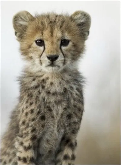 Quel est le félin le plus rapide après le guépard ?