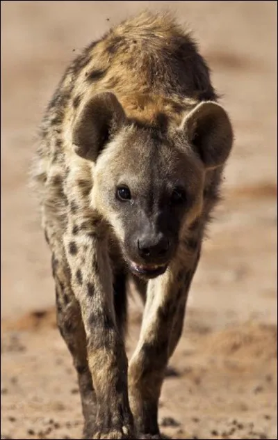 A quel groupe d'animaux appartiennent les hyènes ?