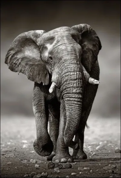 Jusqu'à quel âge peut vivre un éléphant d'Afrique en liberté ?