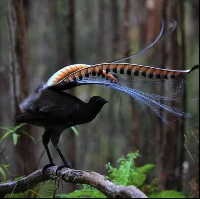 L'oiseau-lyre est un oiseau qui peut :