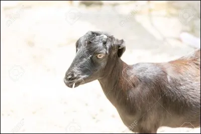 La phrase : "J'ai nourrit ma chèvre au lait de ferme" est correcte.