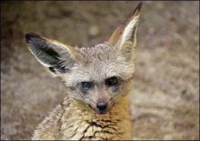 L'otocyon entend les insectes sous le sable.