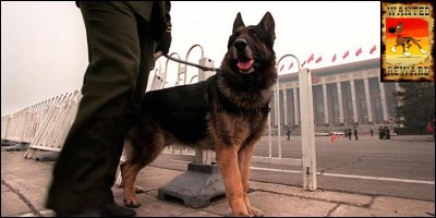 Animaux !
Sombra est une chienne anti-drogue de la police colombienne très performante. Elle a permis l'arrestation de 245 trafiquants environ et la prise de plus de 9 tonnes de produits stupéfiants de toutes sortes.
Qu'est-il arrivé à cette chienne ?