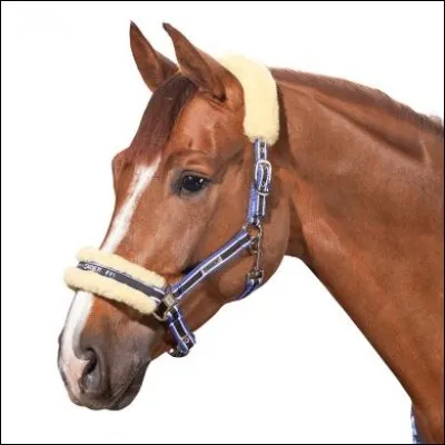 Avec quoi attache-t-on un cheval ?