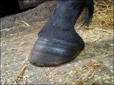 Quand le sabot d'un cheval est sale que fait-on ?