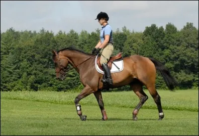 Qu'est ce que le trot ?