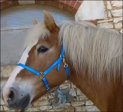 Sur cette photo, le licol est-il à la bonne taille pour ce poney ?