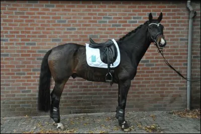 Sur cette photo la selle est-elle bien mise ?