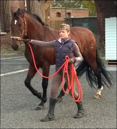 Cette personne se tient-elle correctement au côté de son cheval ?