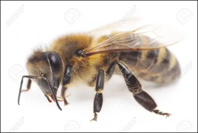 Ne dépare pas dans un panier de crabes, c'est le...