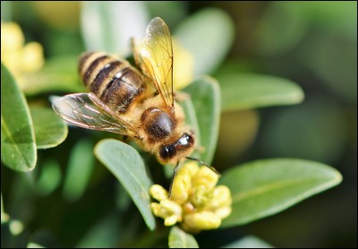 Franchement, à cette question, je pense que même un moucheron réussirait ! Quels sont les insectes qui produisent le miel ?