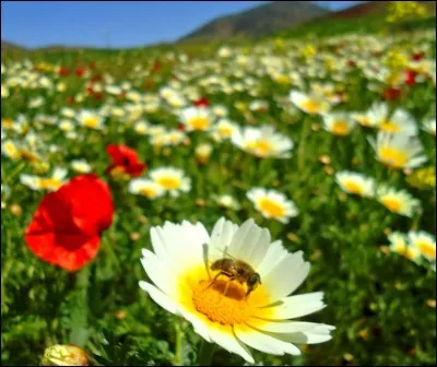 Complétez cette phrase : 
Une voix _____.