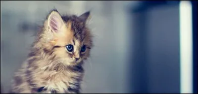 Quels noms préfères-tu parmi ceux-là, si tu devais en choisir pour des chatons ?