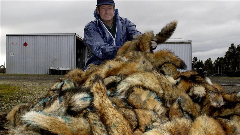 En Charente-Maritime, une prime de 500 euros a failli être attribuée à chaque chasseur qui ramenait au moins 35 queues de renards coupées.