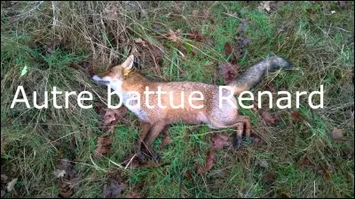 Plus de 600 000 à plus d'1 million de renards sont tués chaque année par la chasse :