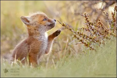 Le déterrage épargne les renardeaux :