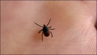 Chasser le renard en France, c'est contaminer plus de 600 000 personnes par an par la maladie de Lyme :