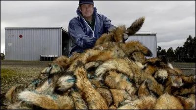 En Charente-Maritime, une prime de 500 euros a failli être attribuée à chaque chasseur qui ramenait au moins 35 queues de renards coupées.