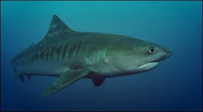 Quel est l'autre nom du requin tigre ?