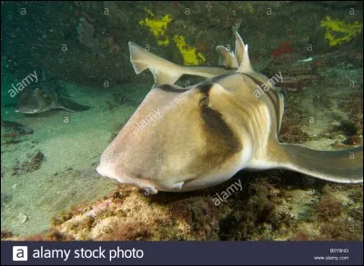 Quel est l'autre nom du requin de port Jackson ?