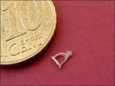 L'os le plus petit du corps humain se trouve dans...