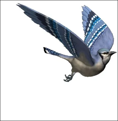 Quel est ton oiseau préféré ?