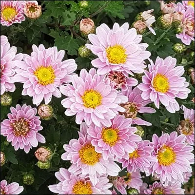 Que signifie le prénom "Amandine" ?