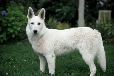 Quelle est la race de ce chien ?