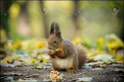Enfin apprentie, elle attrape un très gros écureuil à sa première leçon de chasse.
Quelle est sa récompense ?