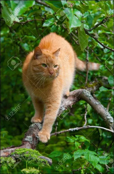 Quel est ton caractère ?