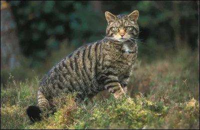 Tu es un chaton. Ton baptême d'apprenti est retardé car tu as fait une bêtise.
Que fais-tu ?